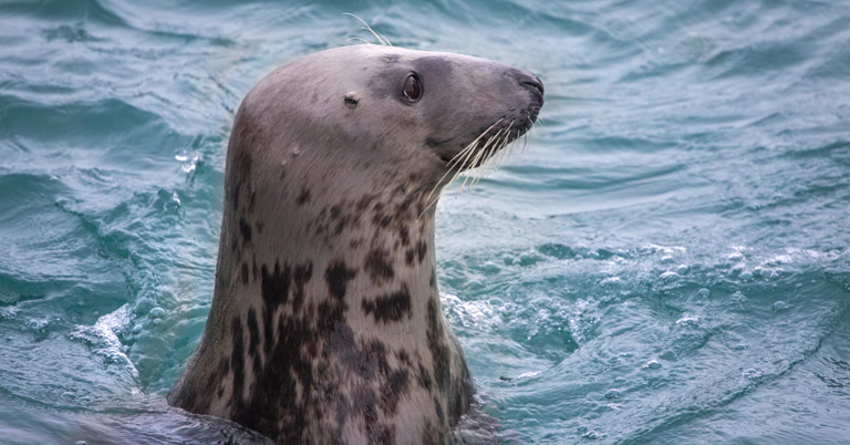 Seals